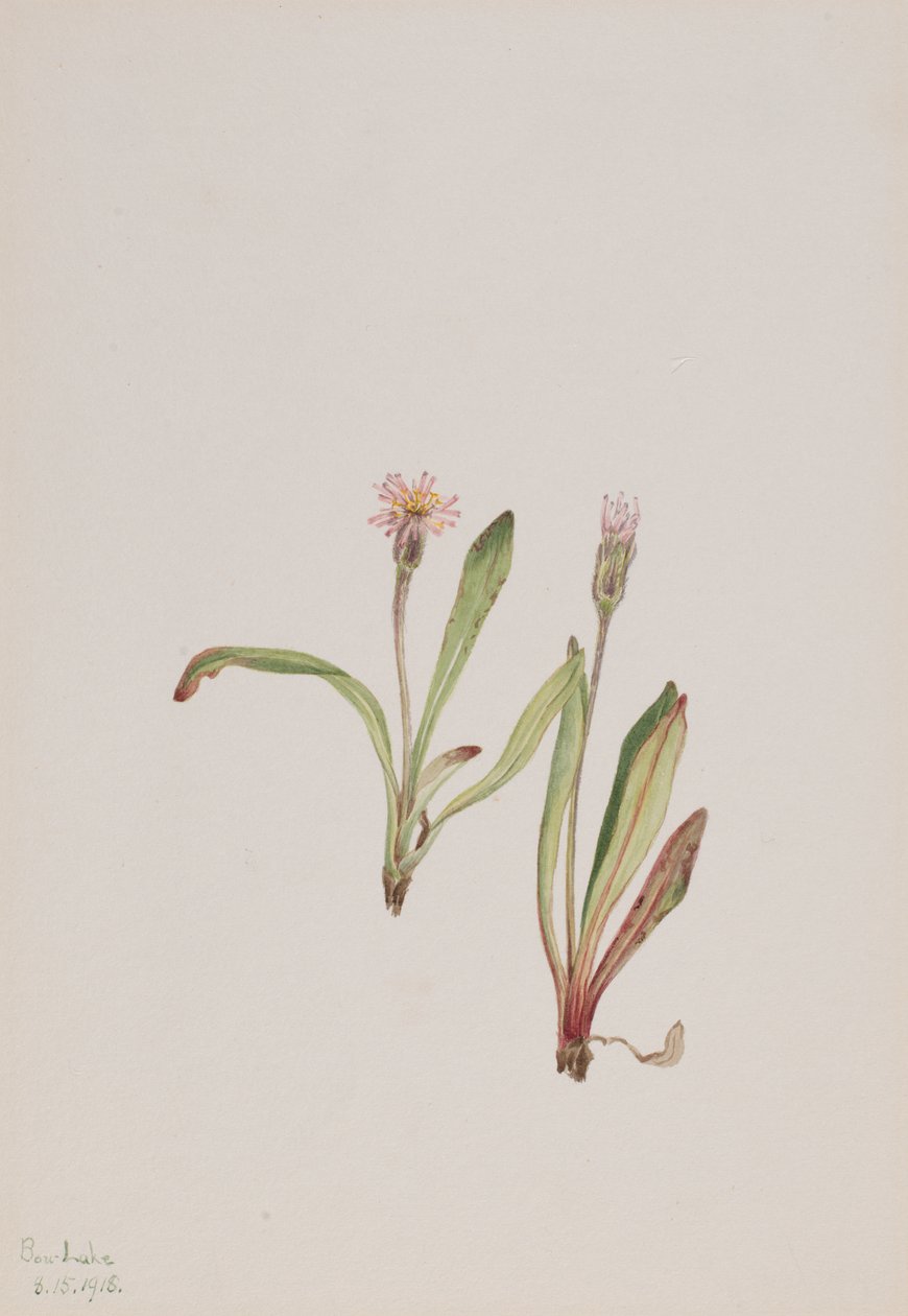 Valse Paardenbloem Agoseris carnea, 1918 door Mary Vaux Walcott