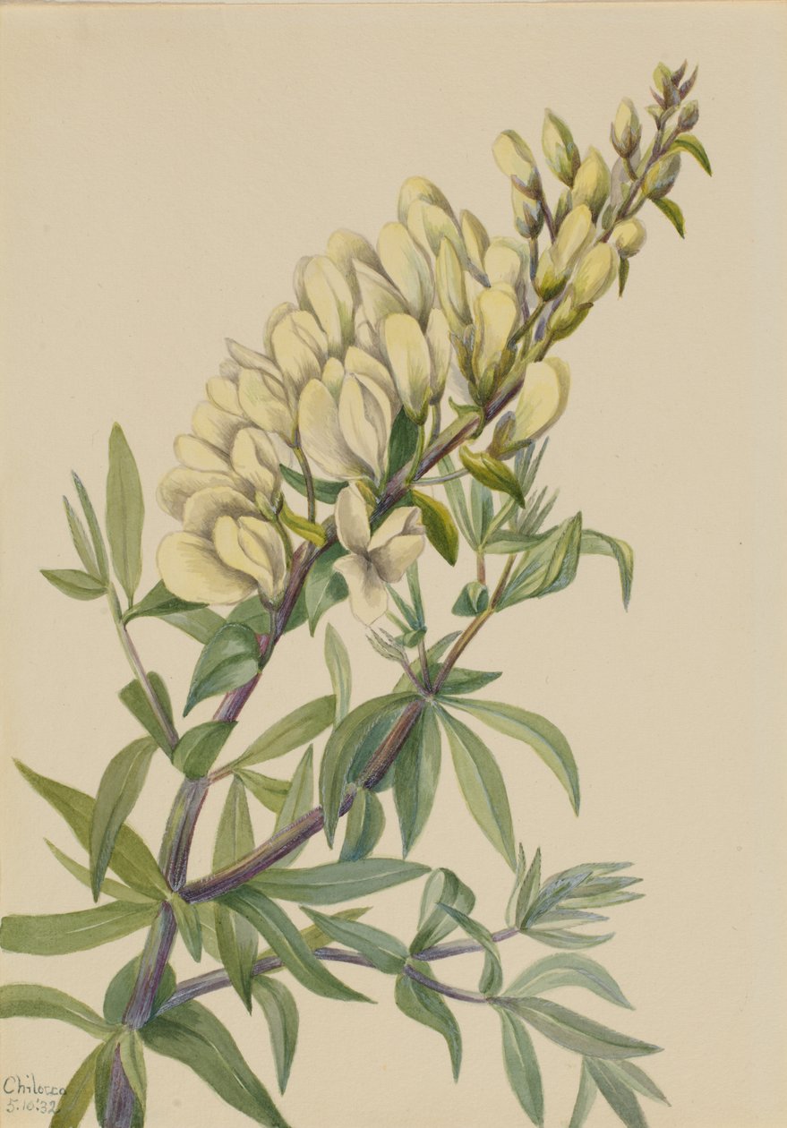 Valse Indigo Baptista bructeata, 1932 door Mary Vaux Walcott