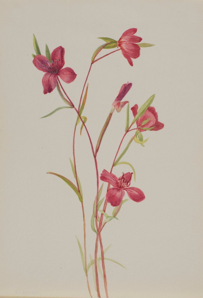 Afscheid van de lente (Godetia amoena lilja) door Mary Vaux Walcott
