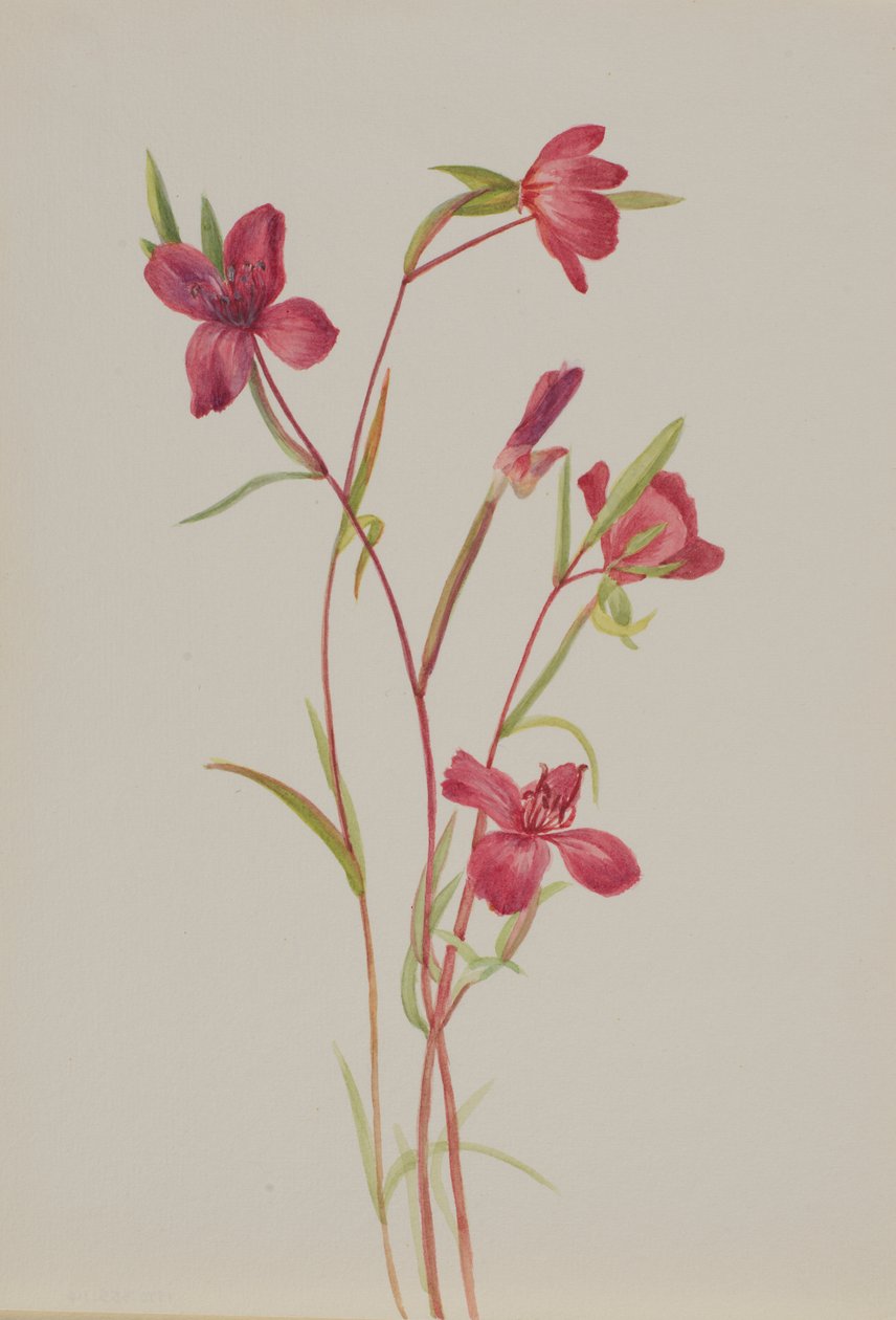 Afscheid van de lente Godetia amoena lilja, ca. 1930s door Mary Vaux Walcott