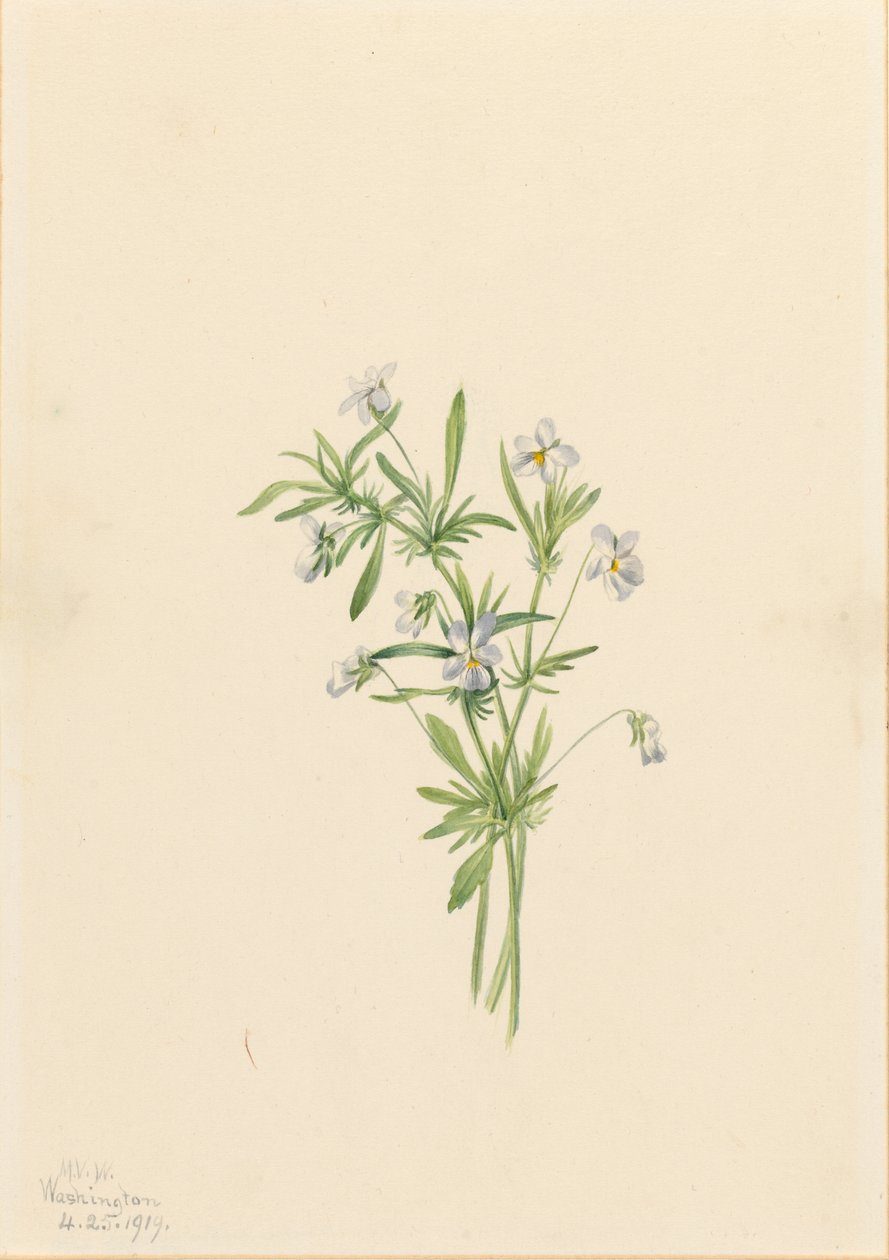 Veldviooltje (Viola rafinesquii) door Mary Vaux Walcott