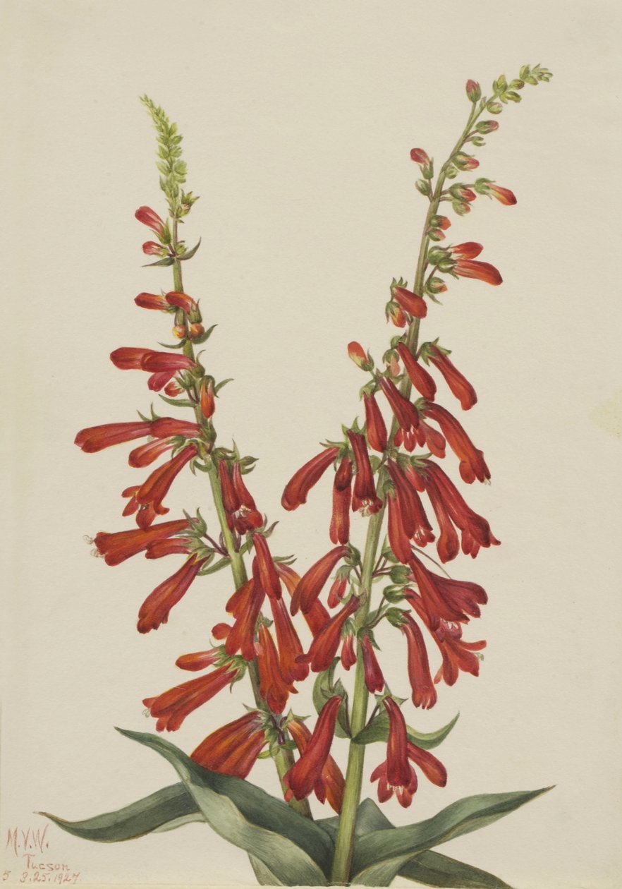 Vuurdoorn (Pentstemon eatonii) door Mary Vaux Walcott