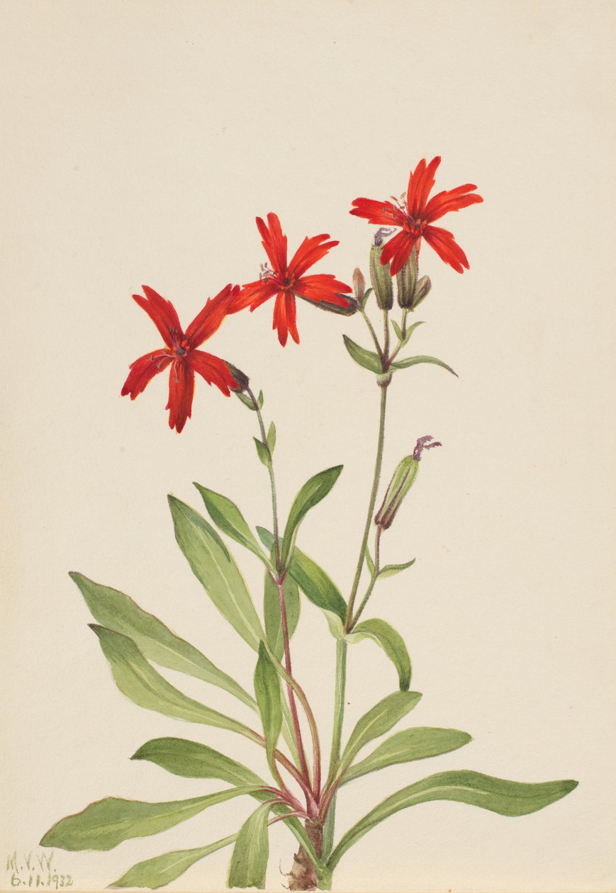 Vuurrood Silene virginica door Mary Vaux Walcott