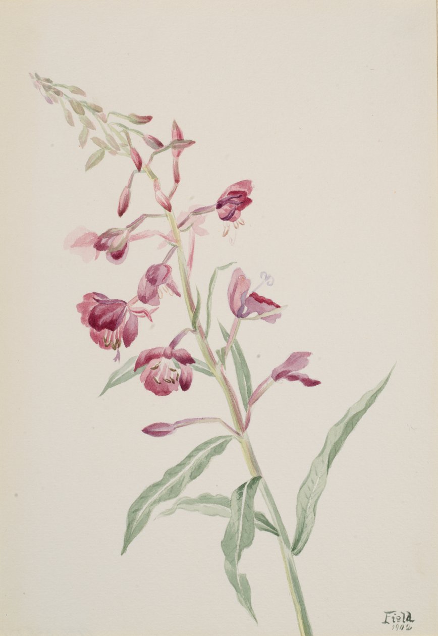 Wilgenroosje Epilobium angustifolium, 1902 door Mary Vaux Walcott