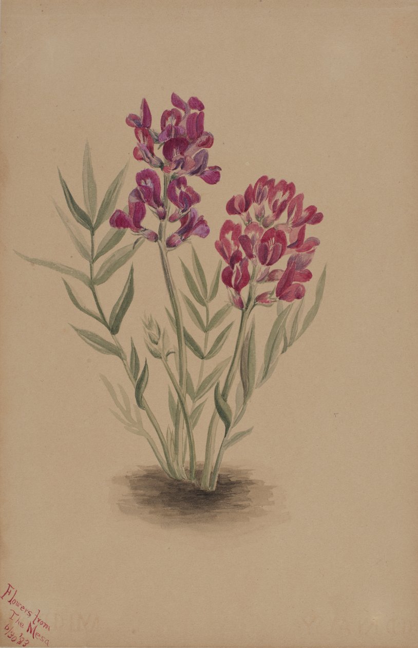 Bloemen van de Mesa, 1883 door Mary Vaux Walcott