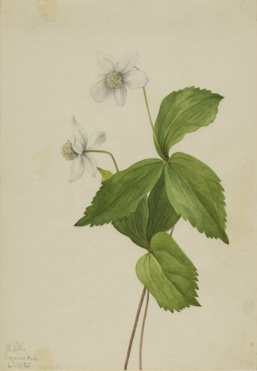 Bosanemoon (Anemone deltoidea) door Mary Vaux Walcott