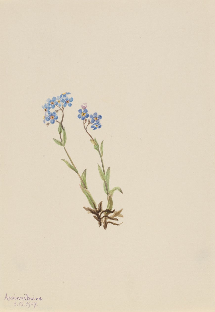 Vergeet-me-niet (Myosotis alpestris) door Mary Vaux Walcott