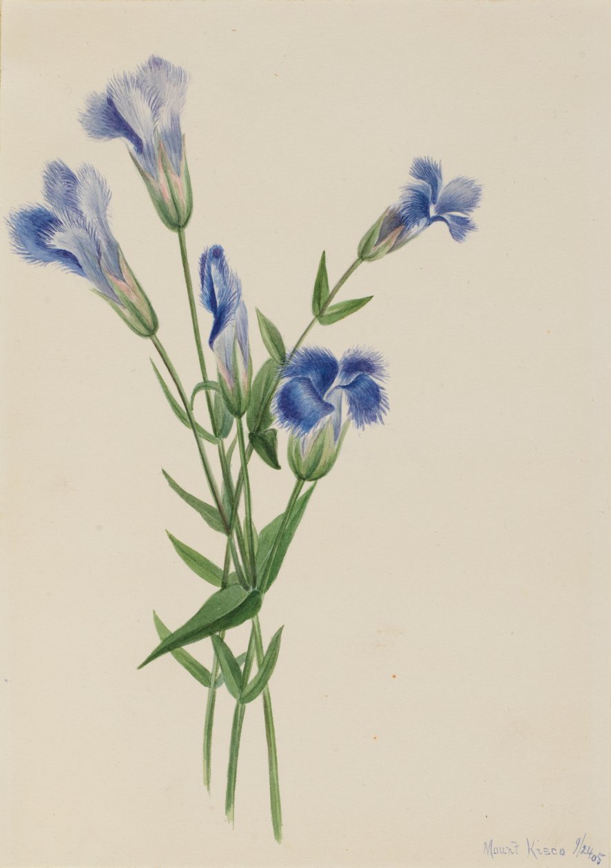 Fringed Gentiaan Gentiana crinita, 1905 door Mary Vaux Walcott