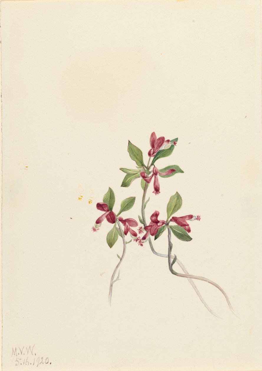 Fringed Polygala Polygala paucifolia, 1920 door Mary Vaux Walcott