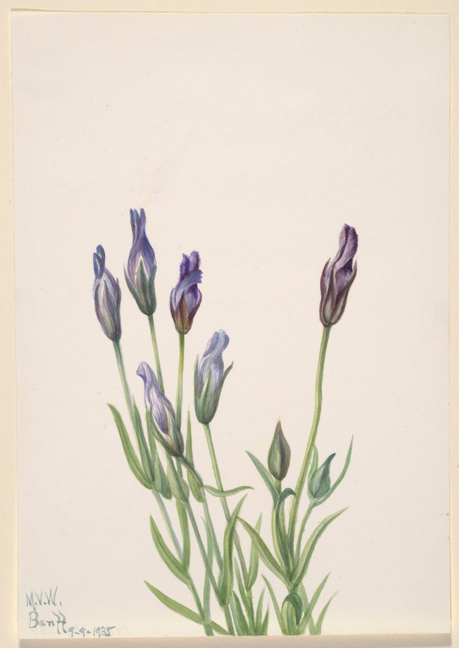Gentiaan (Gentiana macounii) door Mary Vaux Walcott