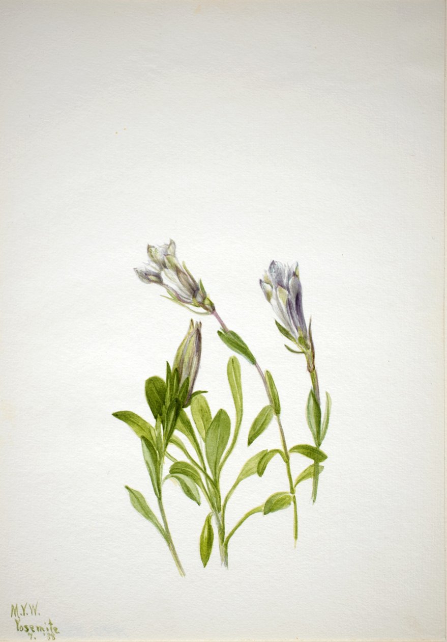 Gentiaan (Gentiana newberri) door Mary Vaux Walcott