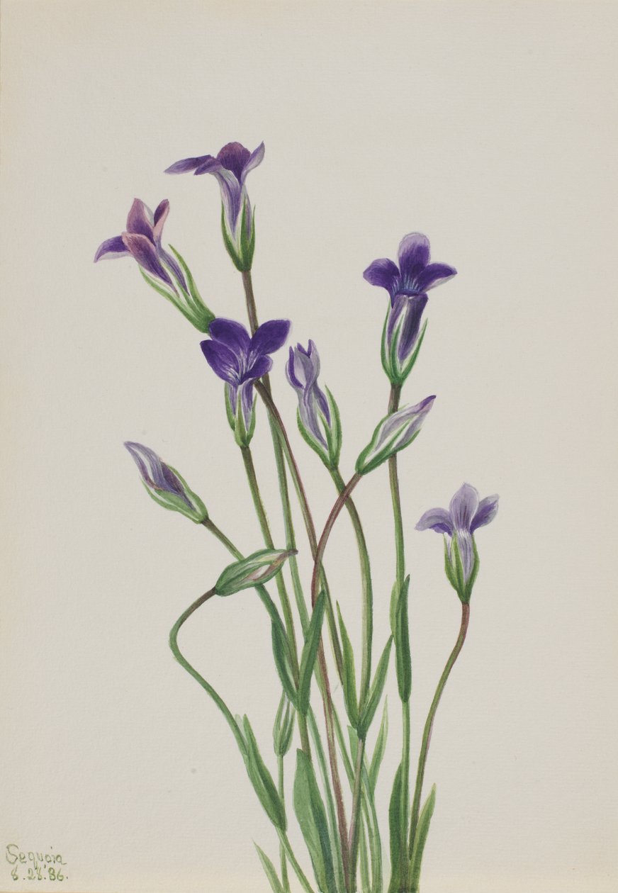 Gentiaan Gentiana holopetala, 1936 door Mary Vaux Walcott