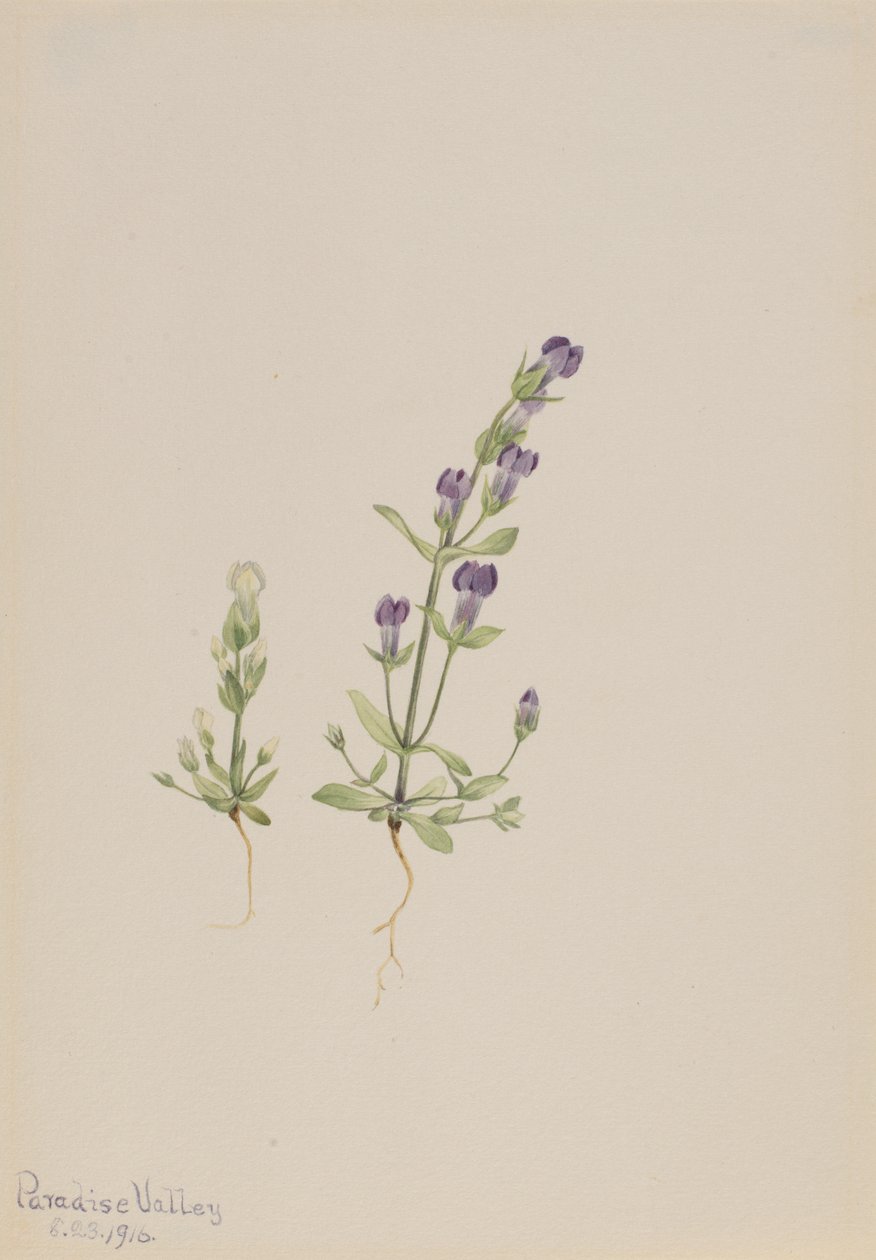 Gentiana propingua, 1916 door Mary Vaux Walcott