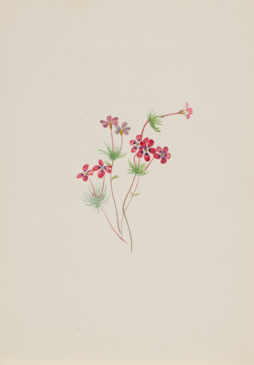 Gilia linanthus parviflorus, ca. 1900-1930 door Mary Vaux Walcott