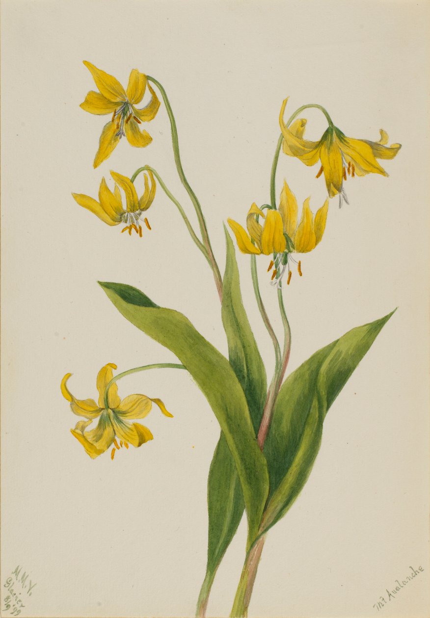 Gletsjerlelie (Erythronium grandiflorum) door Mary Vaux Walcott