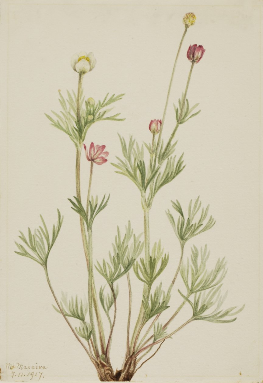 Globe Anemone Anemone globosa, 1917 door Mary Vaux Walcott