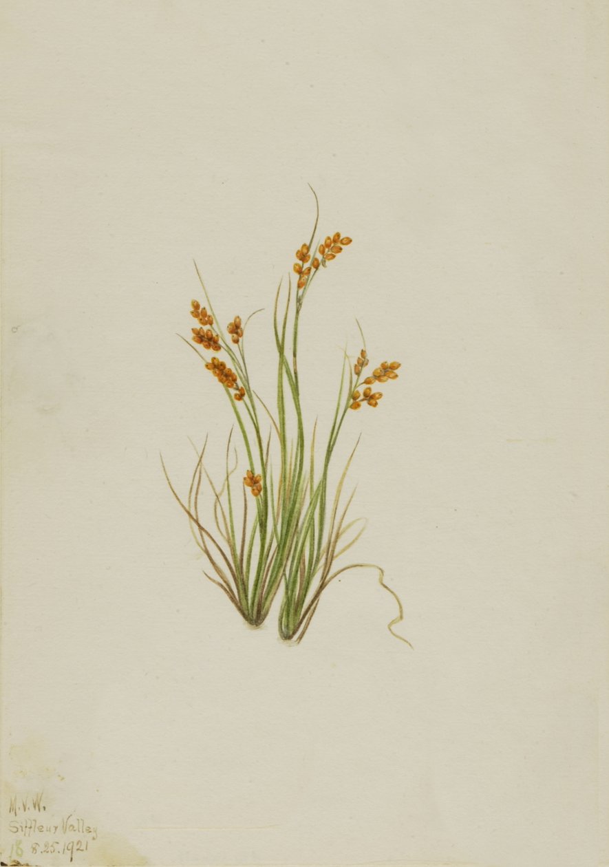 Gouden zegge Carex aurea, 1921 door Mary Vaux Walcott