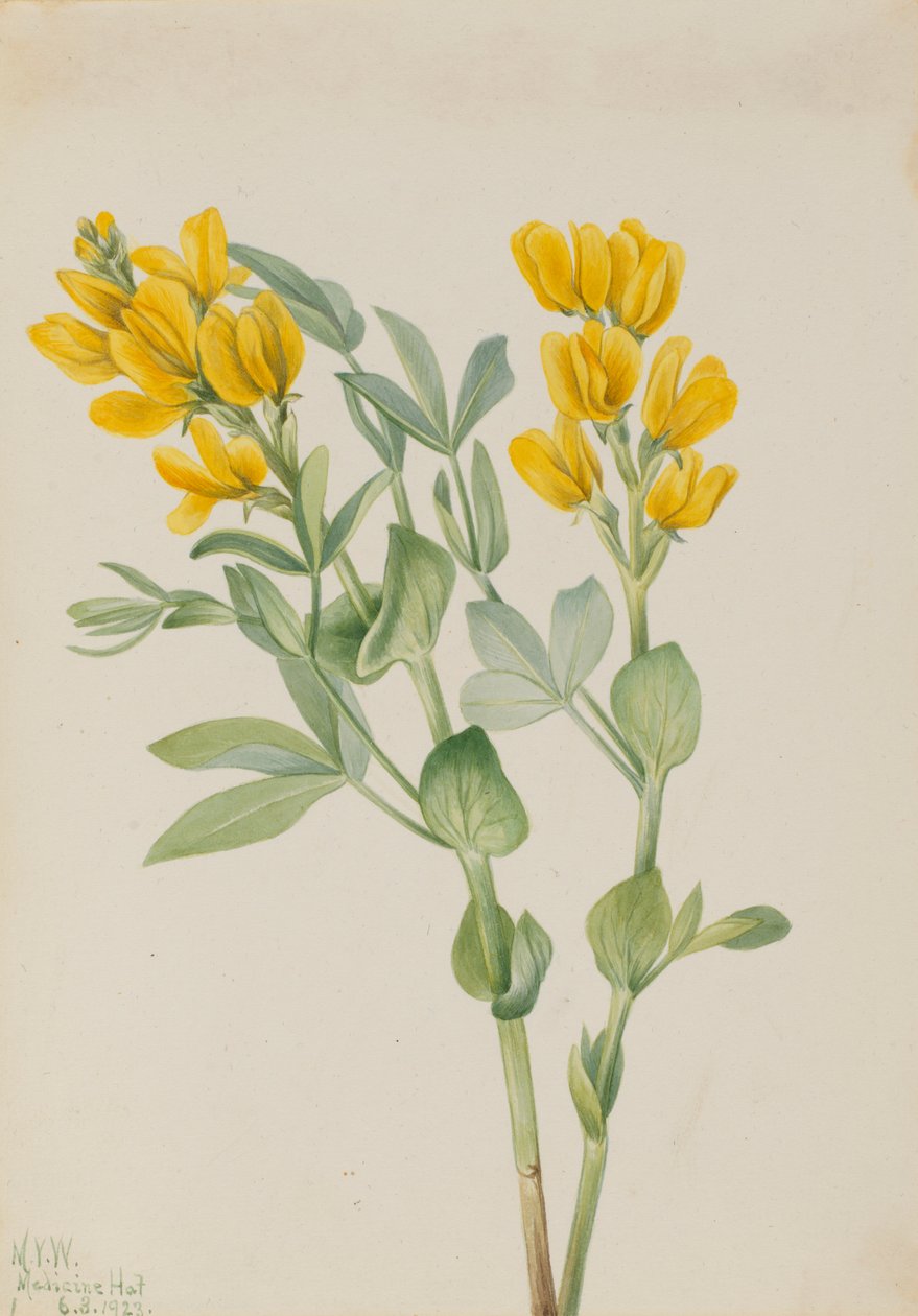 Gouden erwt (Thermopsis rhombifolia) door Mary Vaux Walcott
