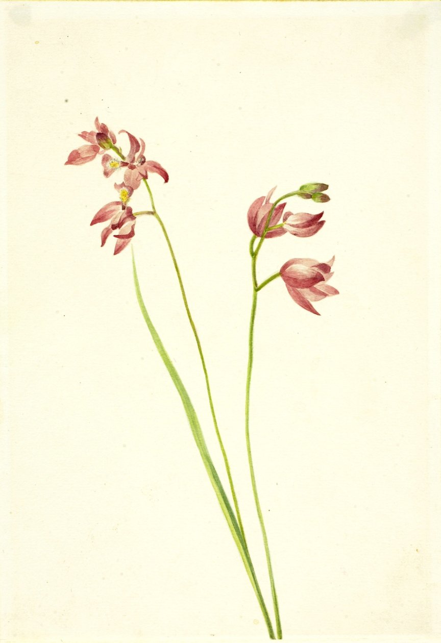 Grasroze orchidee (Limodorum tuberosum) door Mary Vaux Walcott