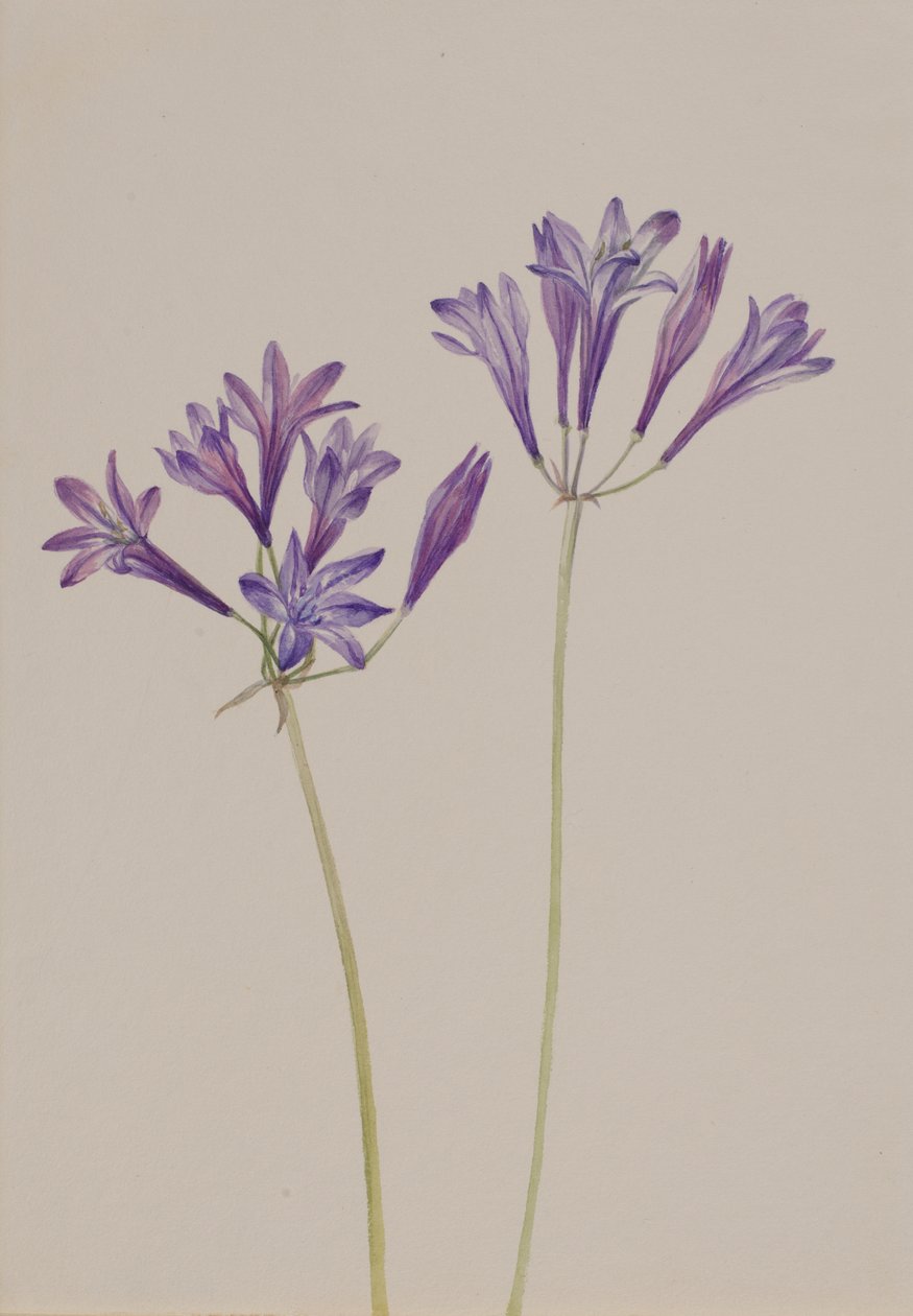 Grasnoot Brodiaea laxa door Mary Vaux Walcott