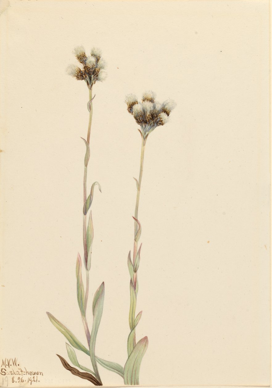 Grijze Kattenpootjes Antennaria howellii, 1921 door Mary Vaux Walcott