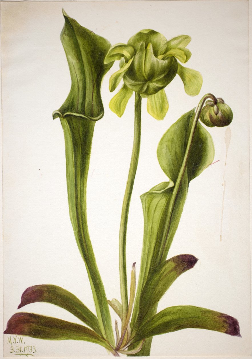 Groene bekerplant (Sarracenia orephila) door Mary Vaux Walcott