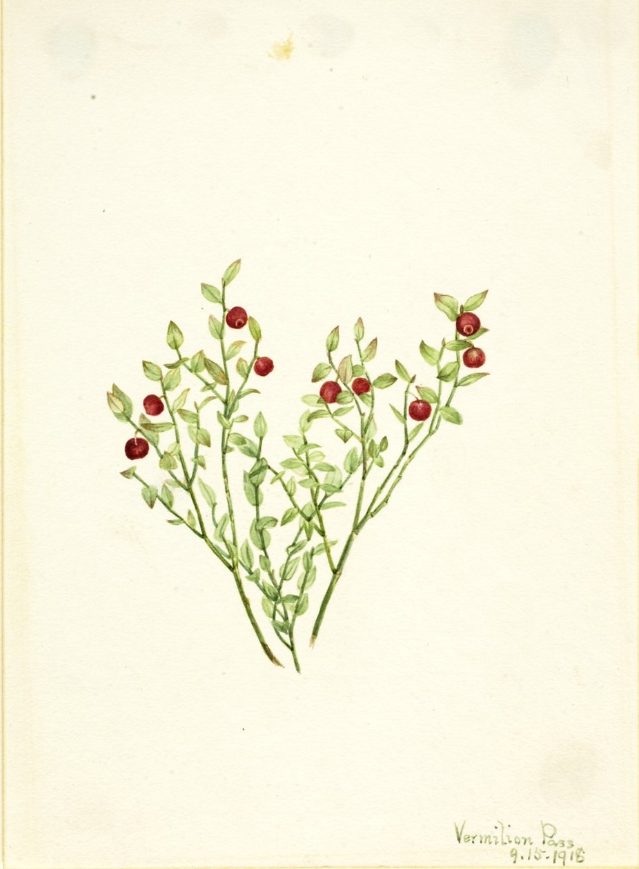 Korhoendermoerbei (Vaccinium scoparium) door Mary Vaux Walcott