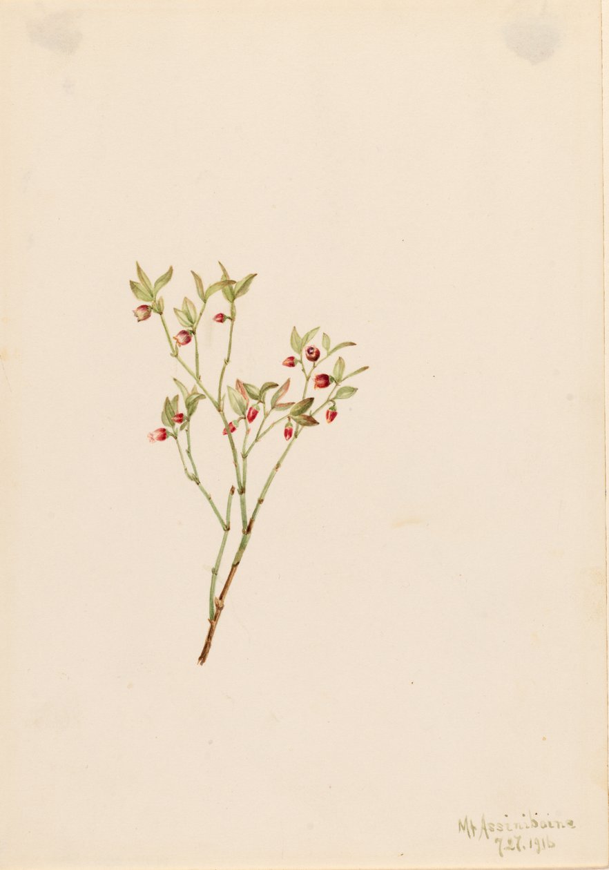 Korhoendermoerbei (Vaccinum scoparium) door Mary Vaux Walcott