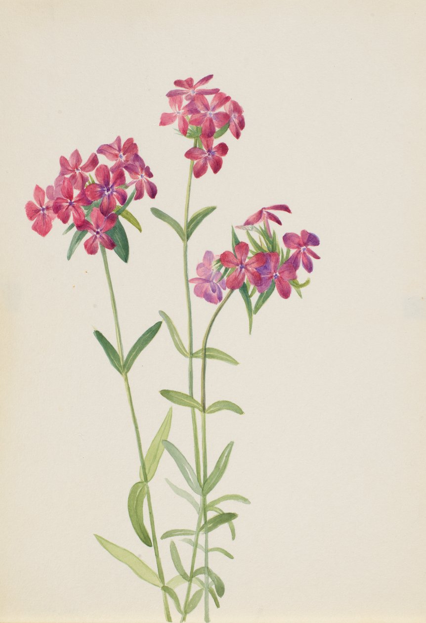 Haarflox Phlox amoena, ca. begin jaren 1930 door Mary Vaux Walcott