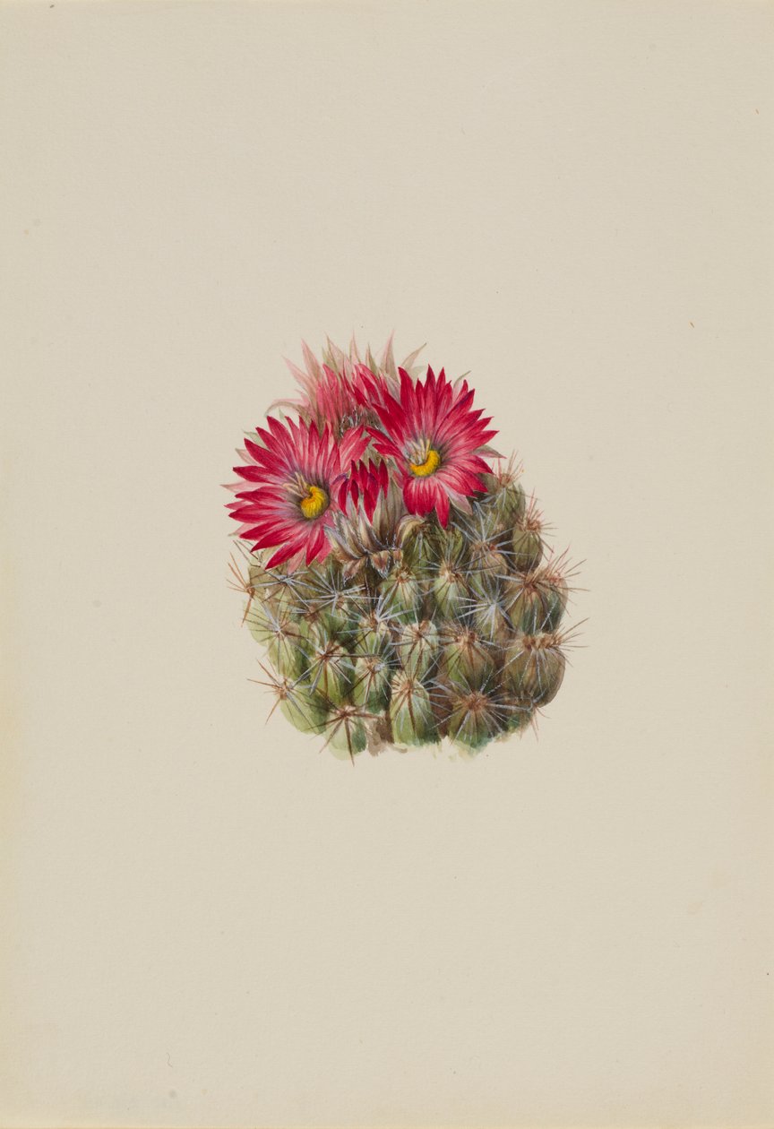 Egelcactus (Coryphantha arizonica) door Mary Vaux Walcott