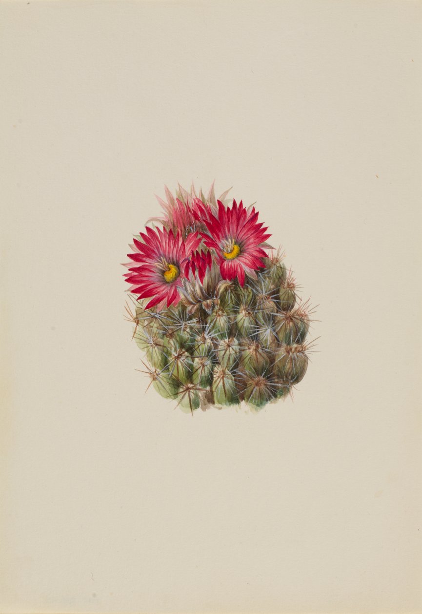 Egelcactus Coryphantha arizonica, 1933 door Mary Vaux Walcott