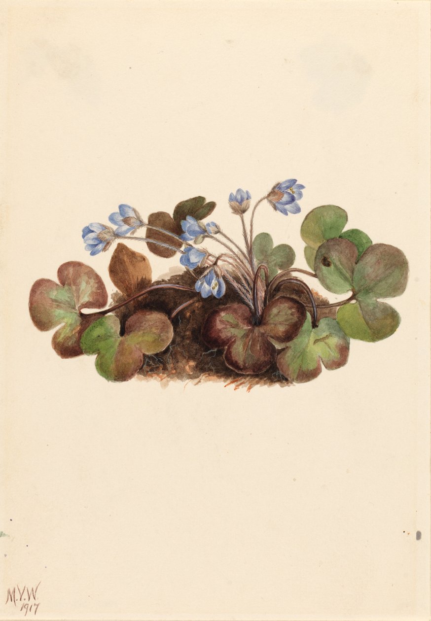 Hepatica (Hepatica americana) door Mary Vaux Walcott