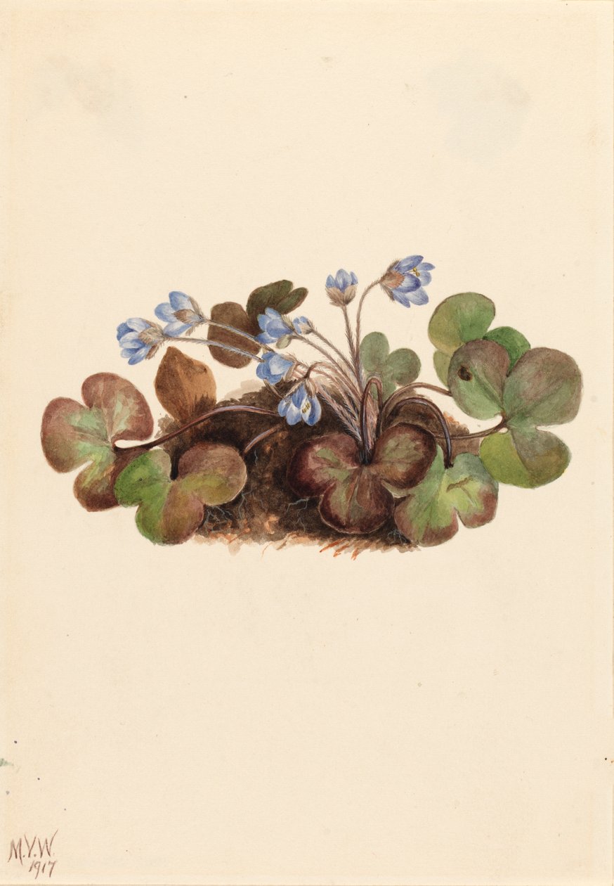 Hepatica Hepatica americana, 1917 door Mary Vaux Walcott