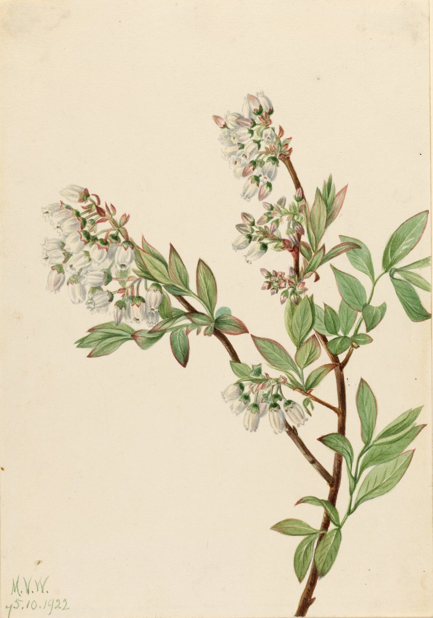 Highbush bosbes (Vaccinium corymbosum) door Mary Vaux Walcott