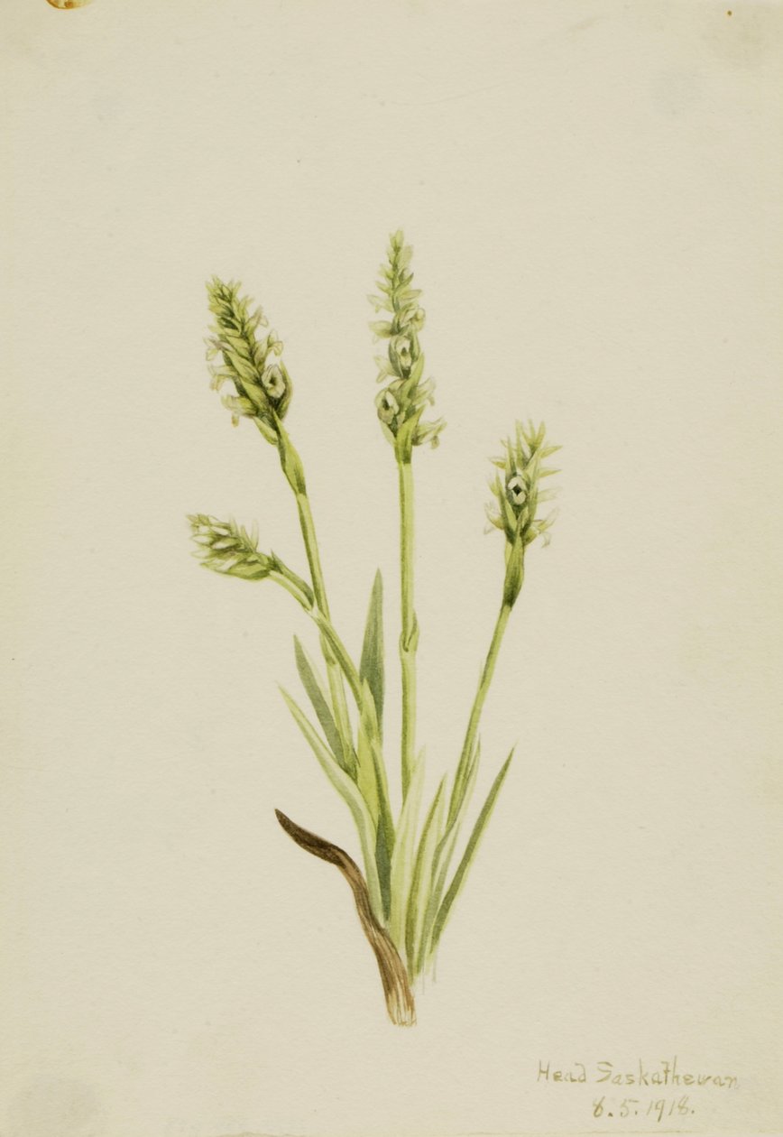 Hooded Ladies-Tresses Ibidium strictum door Mary Vaux Walcott
