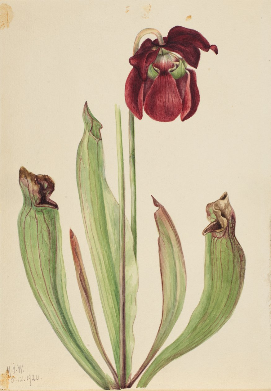 Hybride bekerplant (Sarracenia rubra xs purpurea venosa) door Mary Vaux Walcott