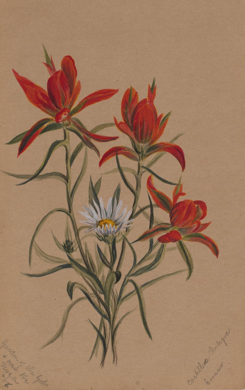 Indische verfkwast (Castilleja rhexifolia) door Mary Vaux Walcott