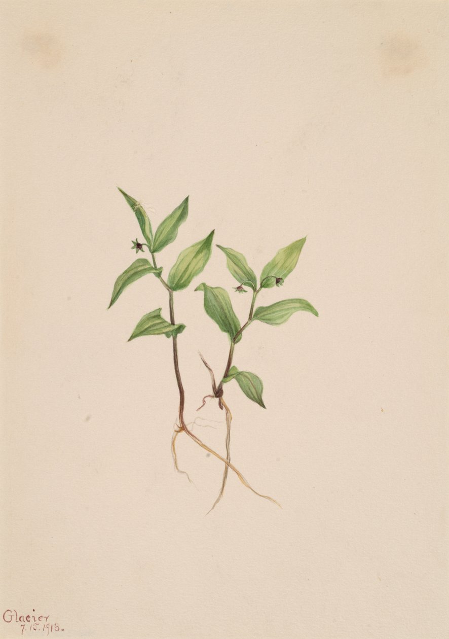 Kruhsea Kruhsea streptopoides, 1913 door Mary Vaux Walcott