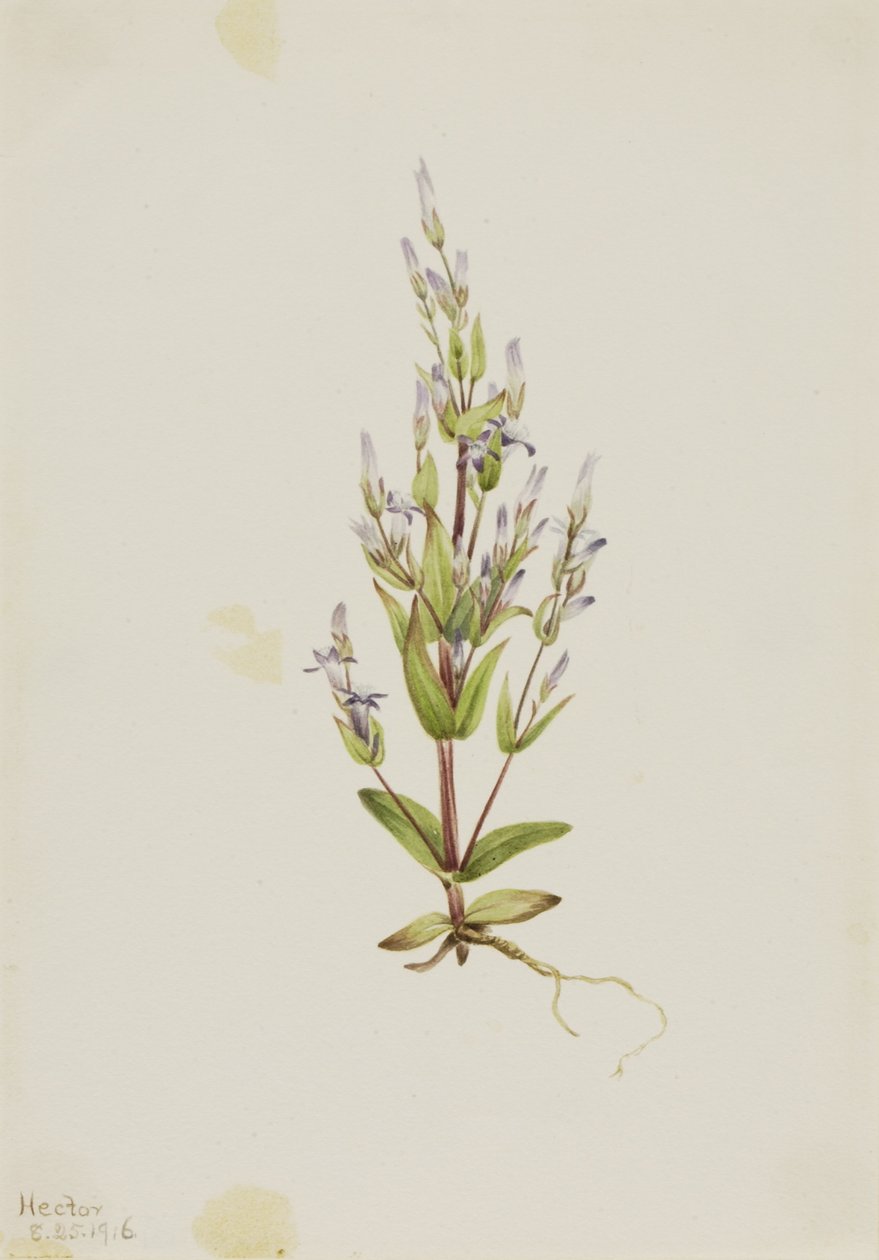 Laddergentiaan (Gentiana acuta) door Mary Vaux Walcott