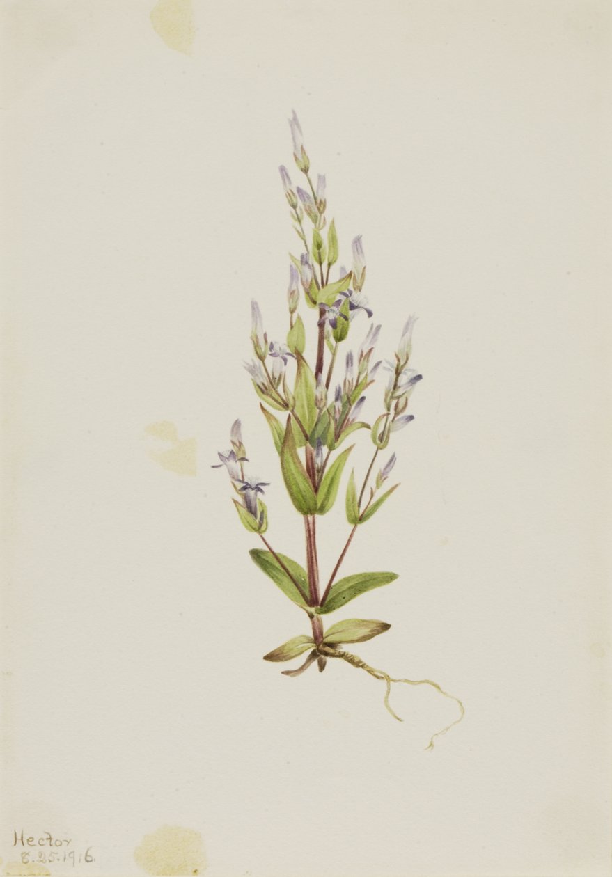 Laddergentiaan Gentiana acuta, 1916 door Mary Vaux Walcott