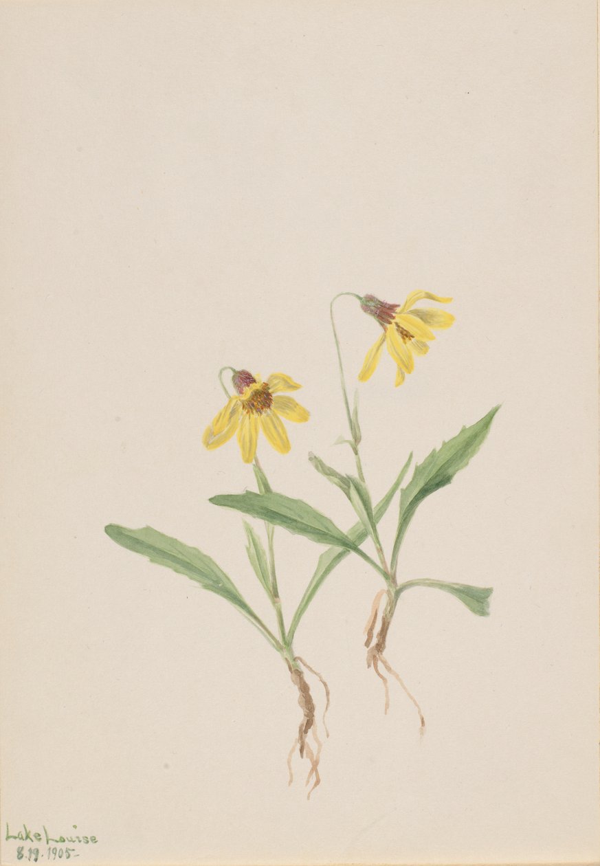 Arnica meer Louise (Arnica louisiana) door Mary Vaux Walcott