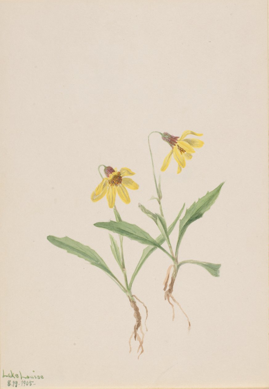 Lake Louise Arnica Arnica louisiana, 1905 door Mary Vaux Walcott