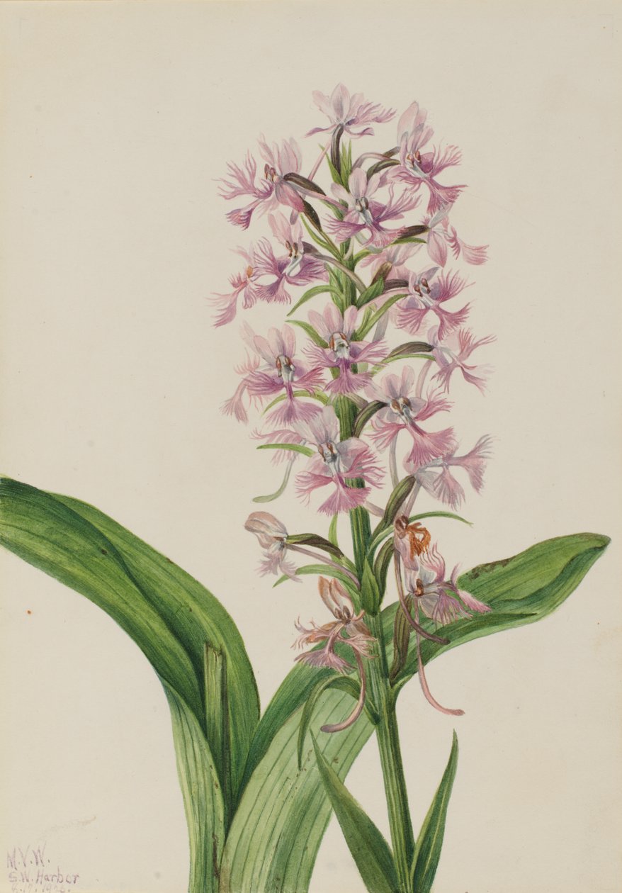 Grote paarse franje orchidee (Habenaria grandiflora) door Mary Vaux Walcott