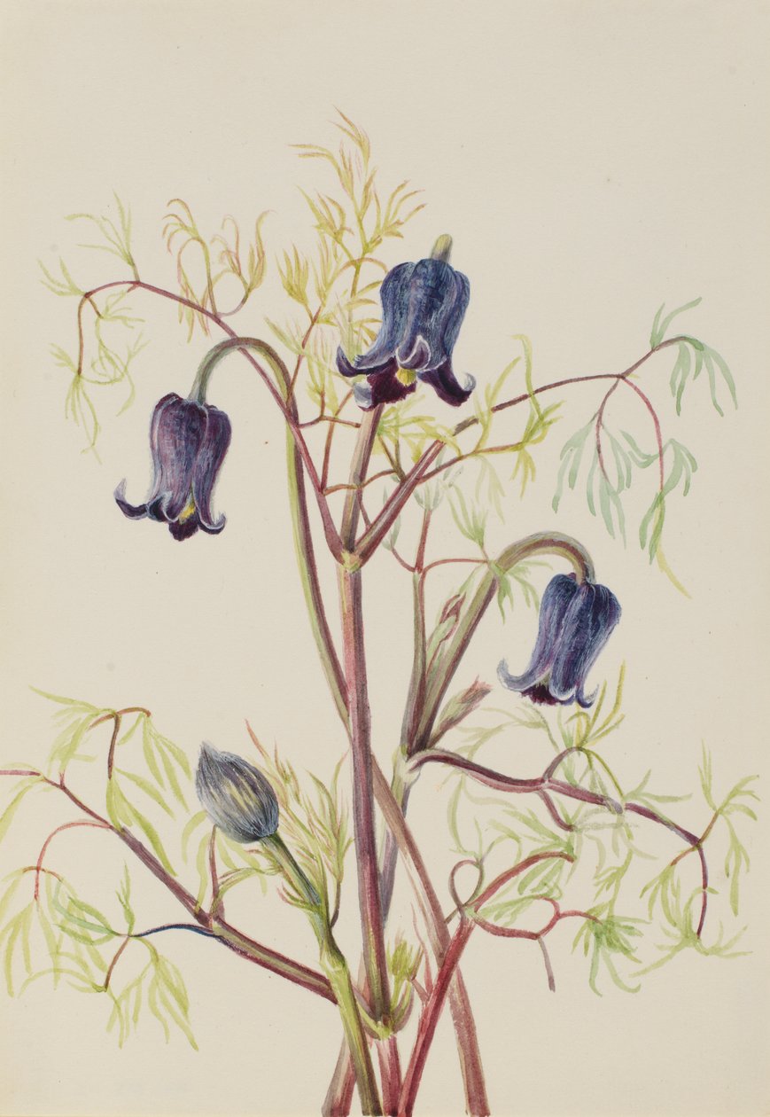 Lederbloem (Clematis hirsutissima) door Mary Vaux Walcott