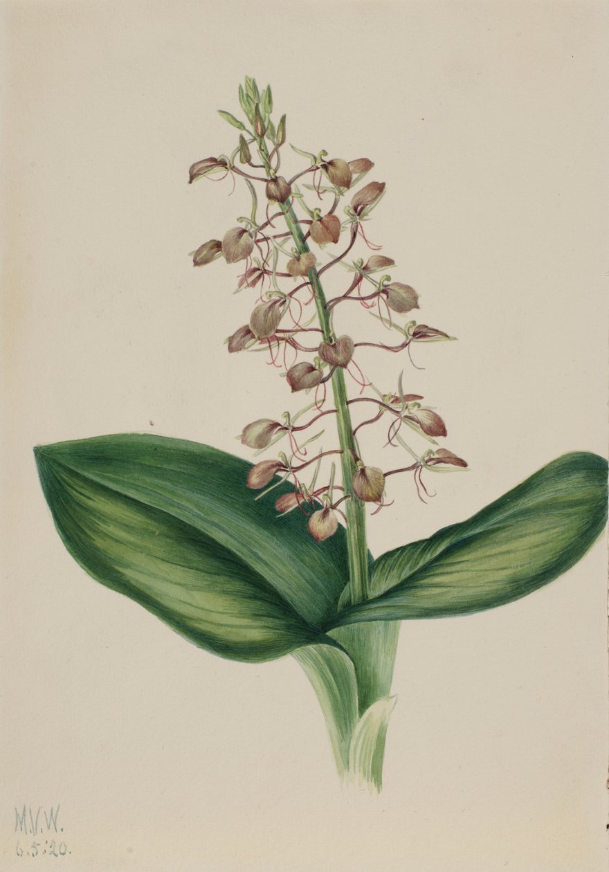 Lelieblad (Liparis liliifolia) door Mary Vaux Walcott
