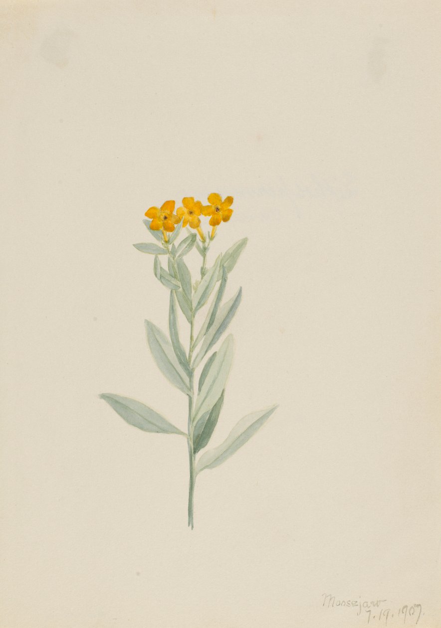 Lithospermum canescens door Mary Vaux Walcott