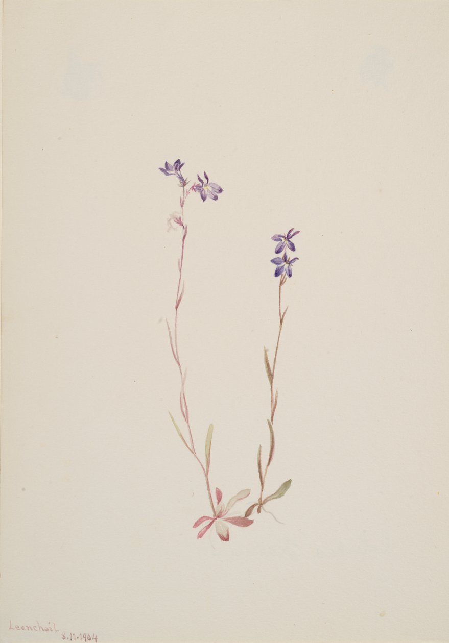 Lobelia Kalmii, 1904 door Mary Vaux Walcott
