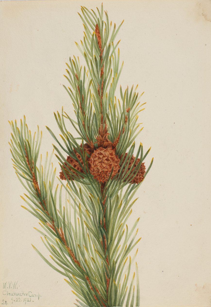 Lodgepole Pine Pinus Contorta murrayana door Mary Vaux Walcott