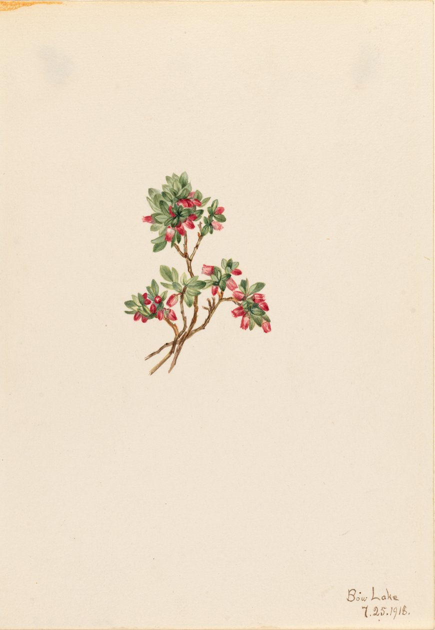 Lage vossenbes (Vaccinium caespitosum) door Mary Vaux Walcott