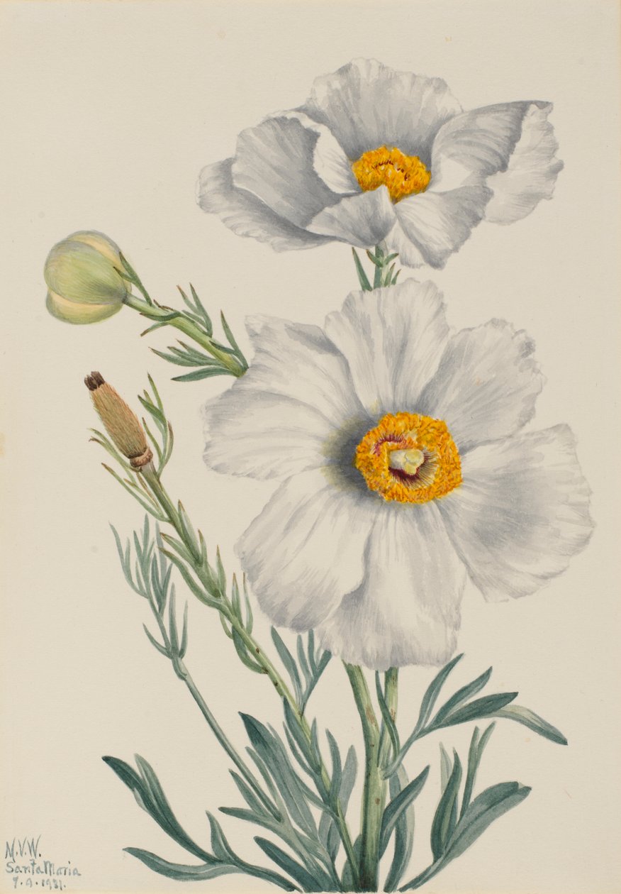 Matilija klaproos (Romneya coulteri) door Mary Vaux Walcott